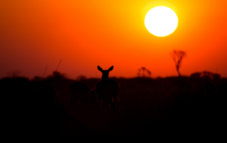 Good News for Kafue National Park as Government of Zambia & African Parks signs MOU