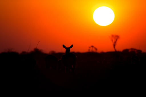 Good News for Kafue National Park as Government of Zambia & African Parks signs MOU