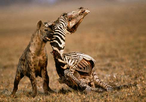 Hyena Pictures