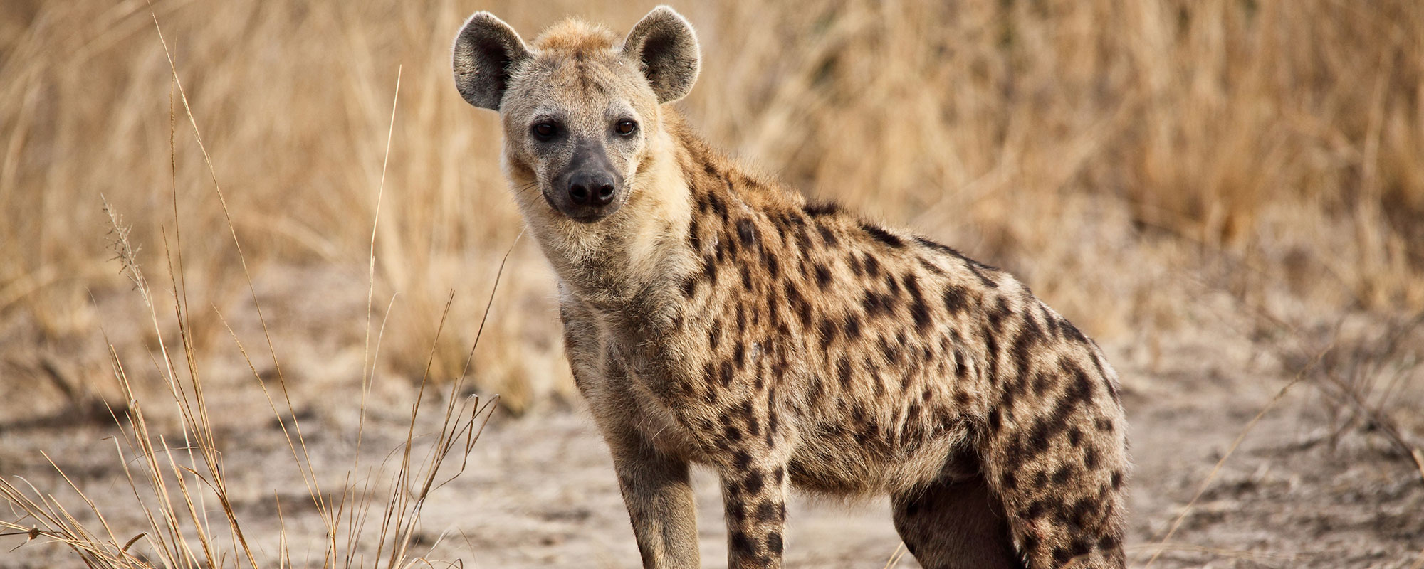 Hyena_header