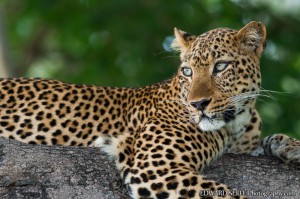 leopard in a tree- Zambia