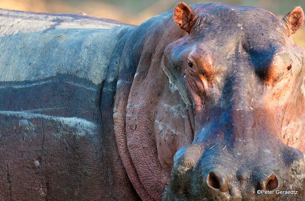 Hippo - Zambia Tourism