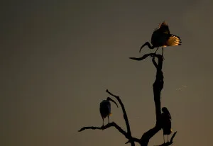Ibis_Translucense