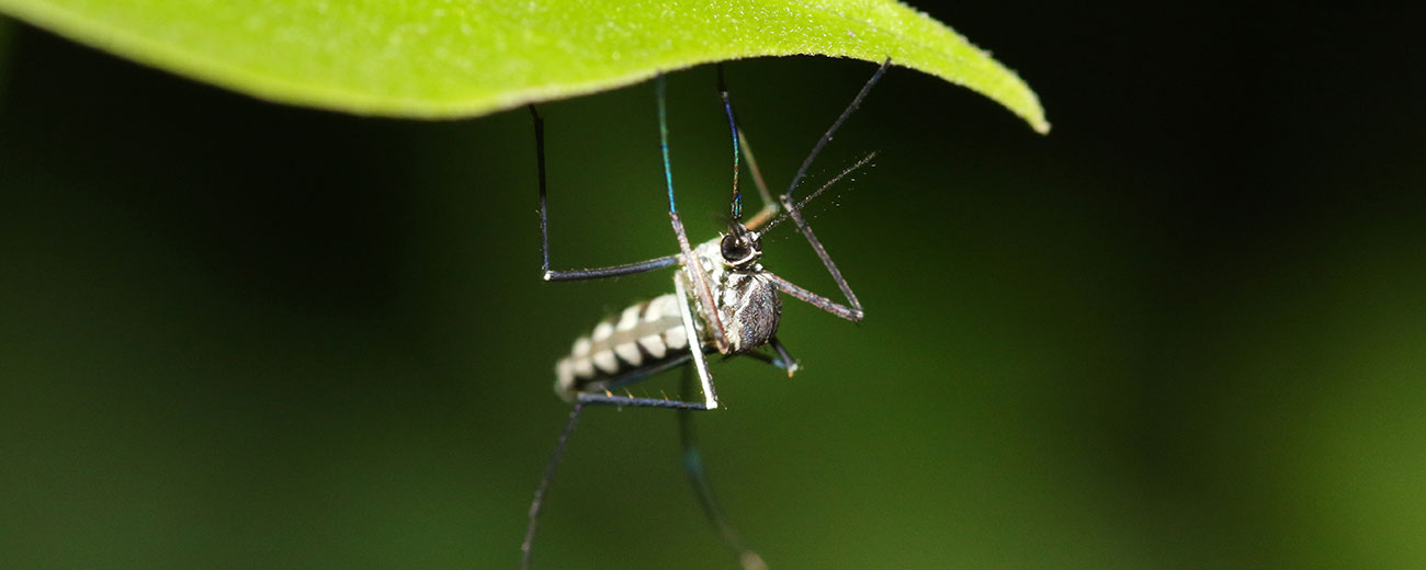 Insects_Header