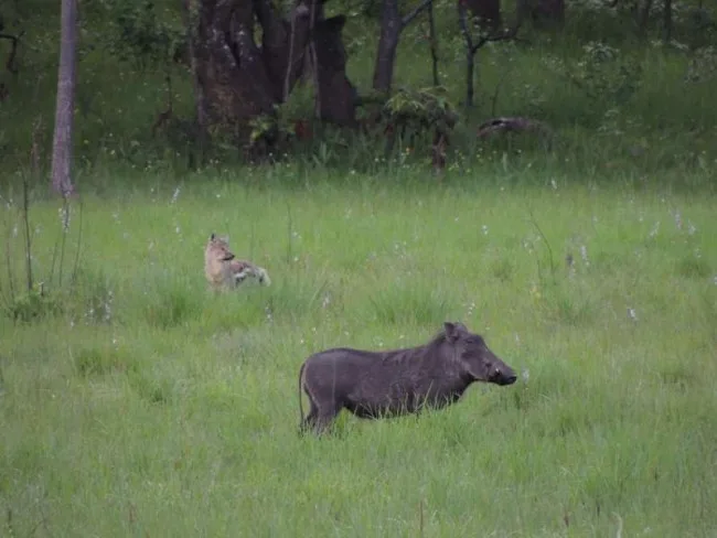 Reports of Warthog have increased exponentially in recent times. This one was found playing (yes, playing!) with two Side-striped Jackals in a dambo not far from the Lukulu River (photograph by Frank Willems).