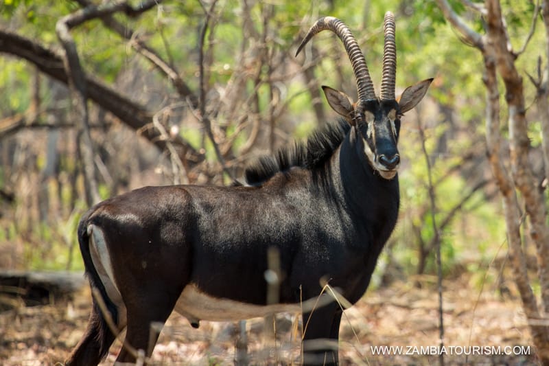 Kafue-3309