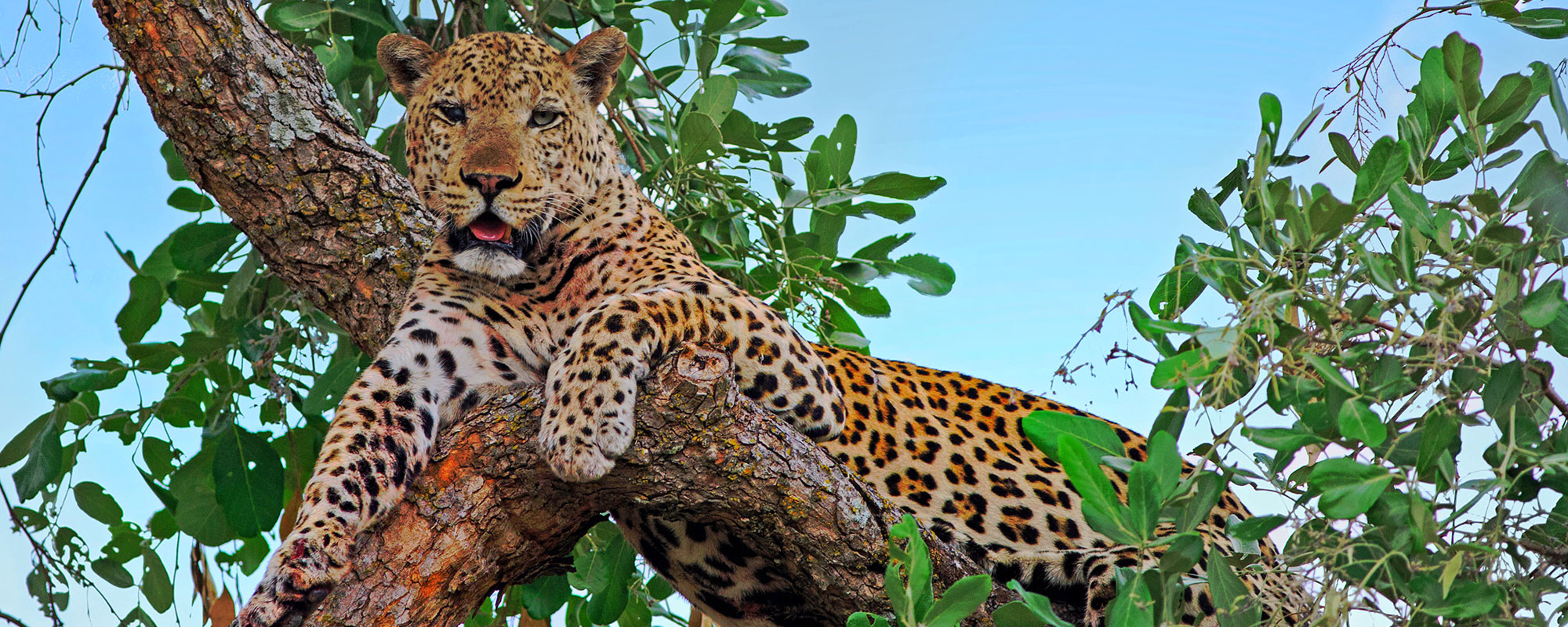 Leopard_header