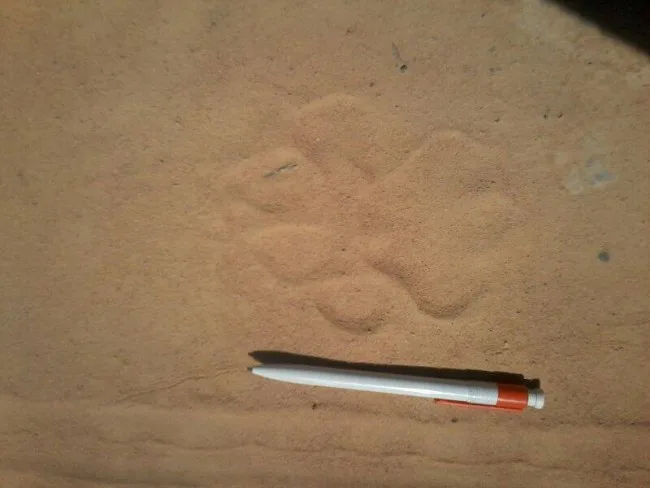 Lion tracks found along the Lukulu River and Malauzi Valley Road early one morning.