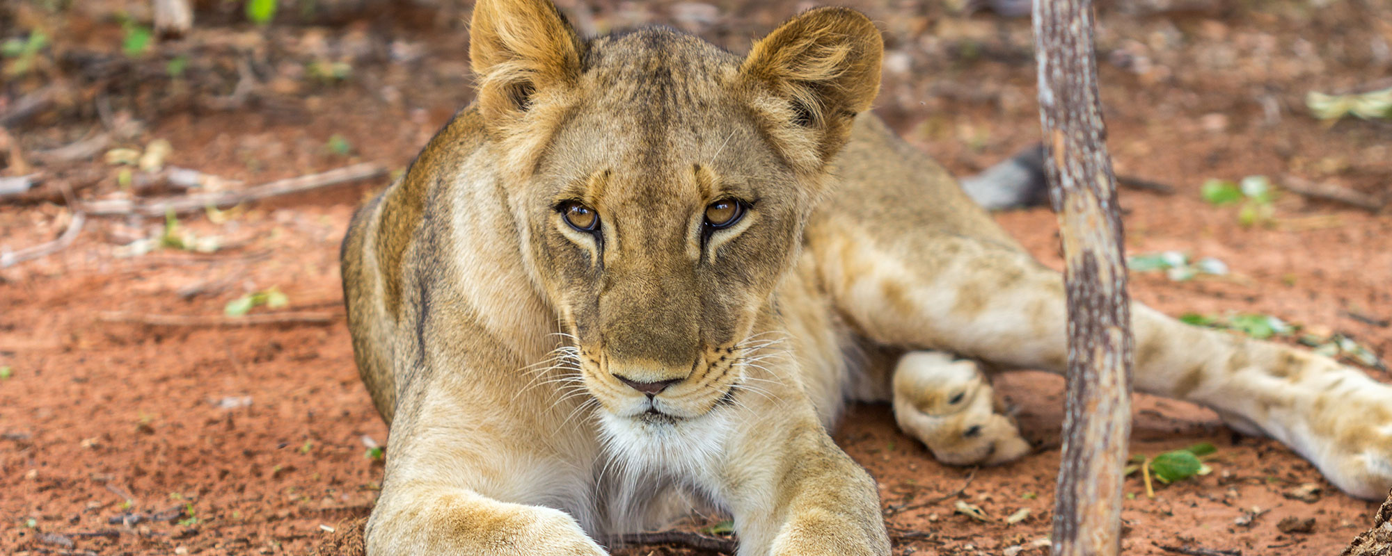 https://www.zambiatourism.com/media/Lion_header.jpg