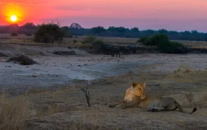 Lioness @ dusk