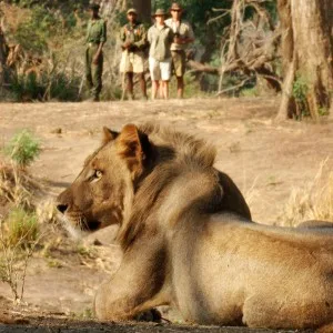 Lions