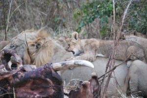 LionsonElephantCarcass_LuangwaS