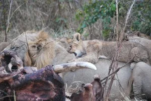 LionsonElephantCarcass_LuangwaS
