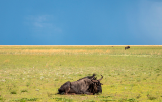 Liuwa Plains