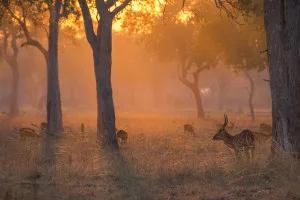 Luangwa at dawn