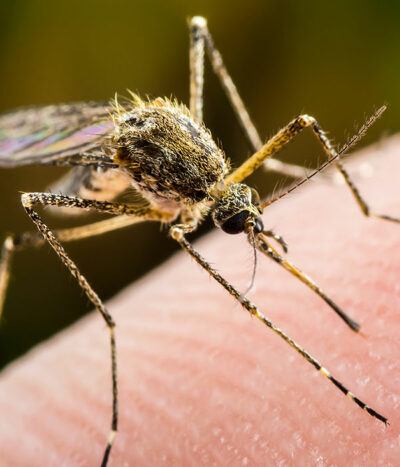 Malaria