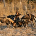 Kaingo-Mwamba-Camp-South-Luangwa