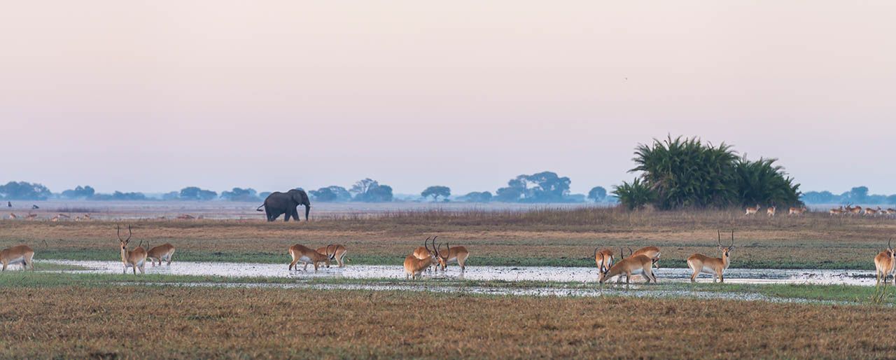 Conservation Kafue-Style