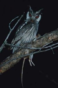 Owl,-White--faced---Lunga