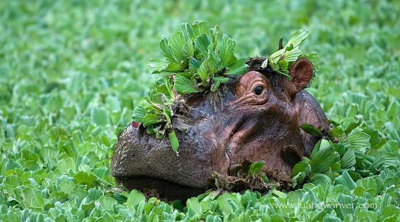 Wildlife-Photography-Tips