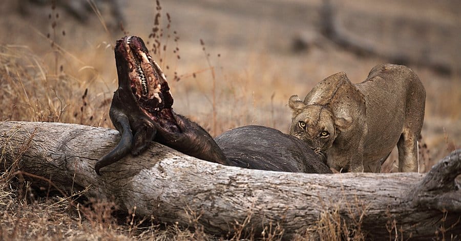 How big is a lions penis