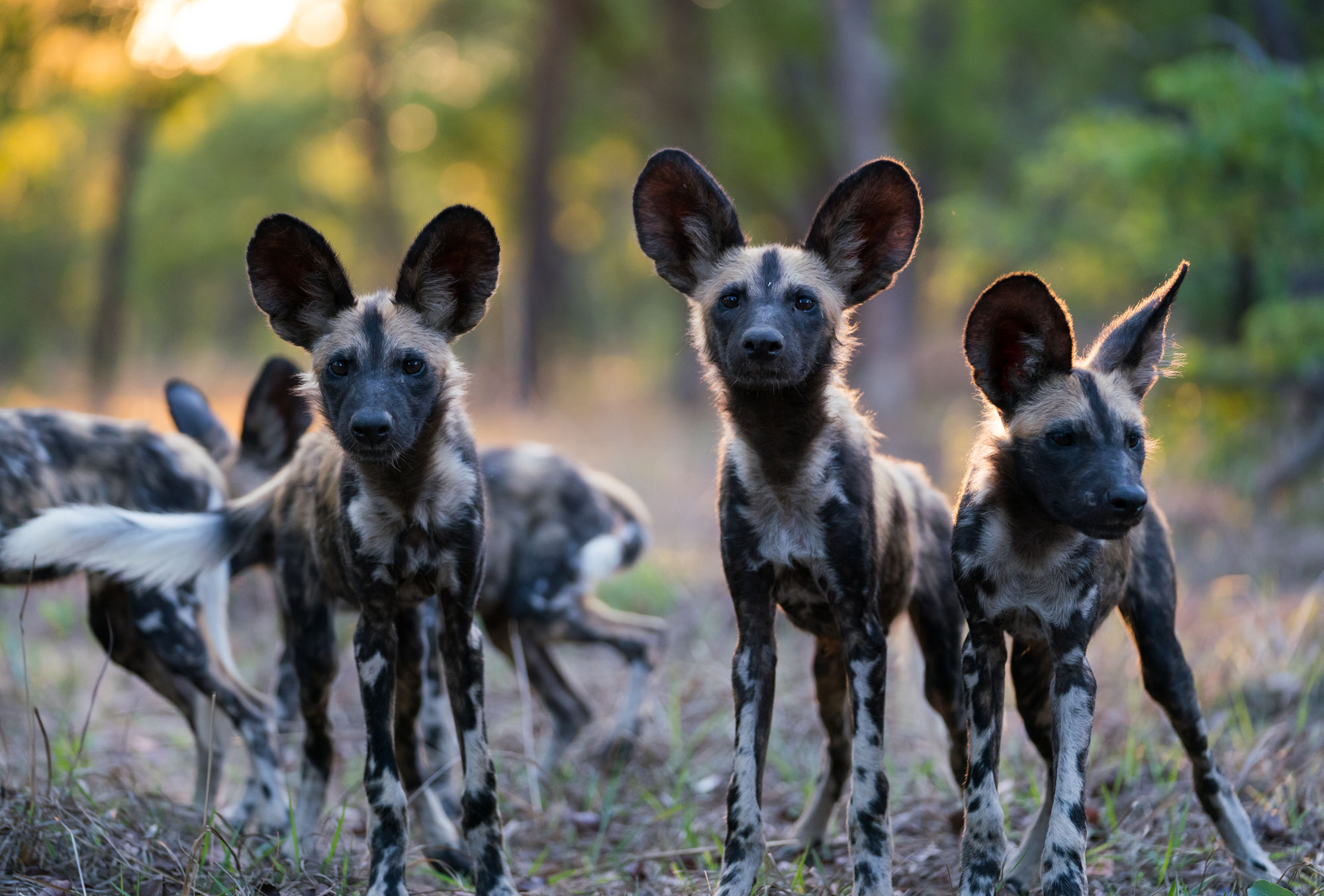 Wild Dogs - Musekese Conservation