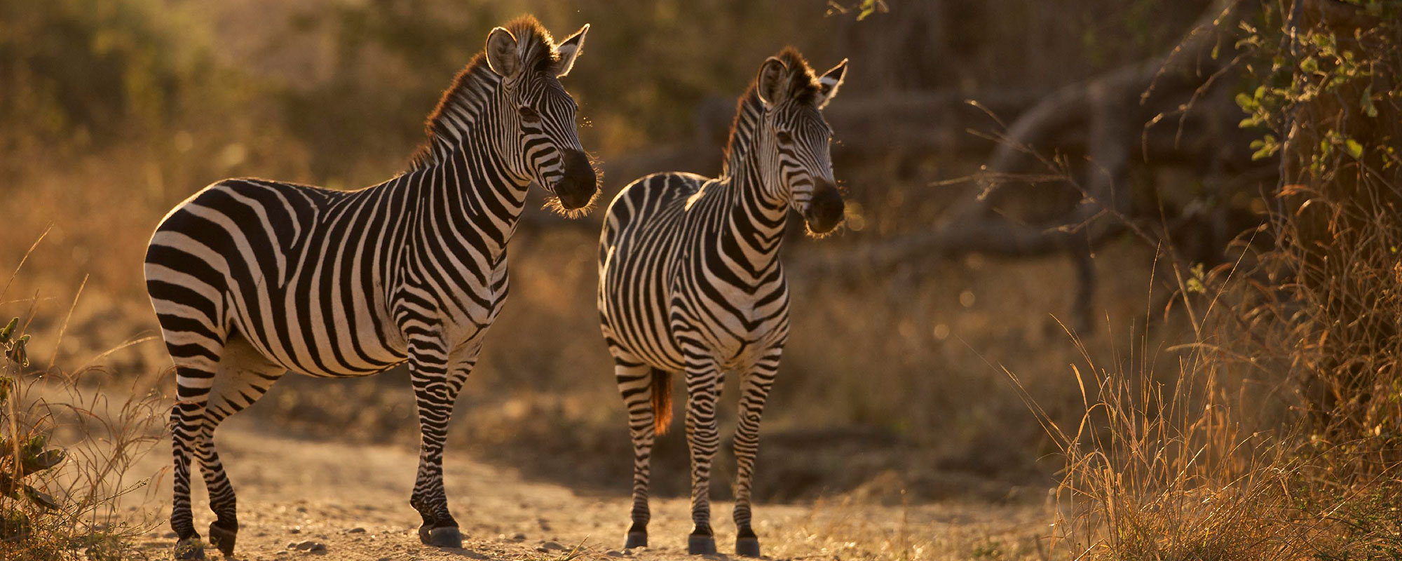 Red_Savannah_Header