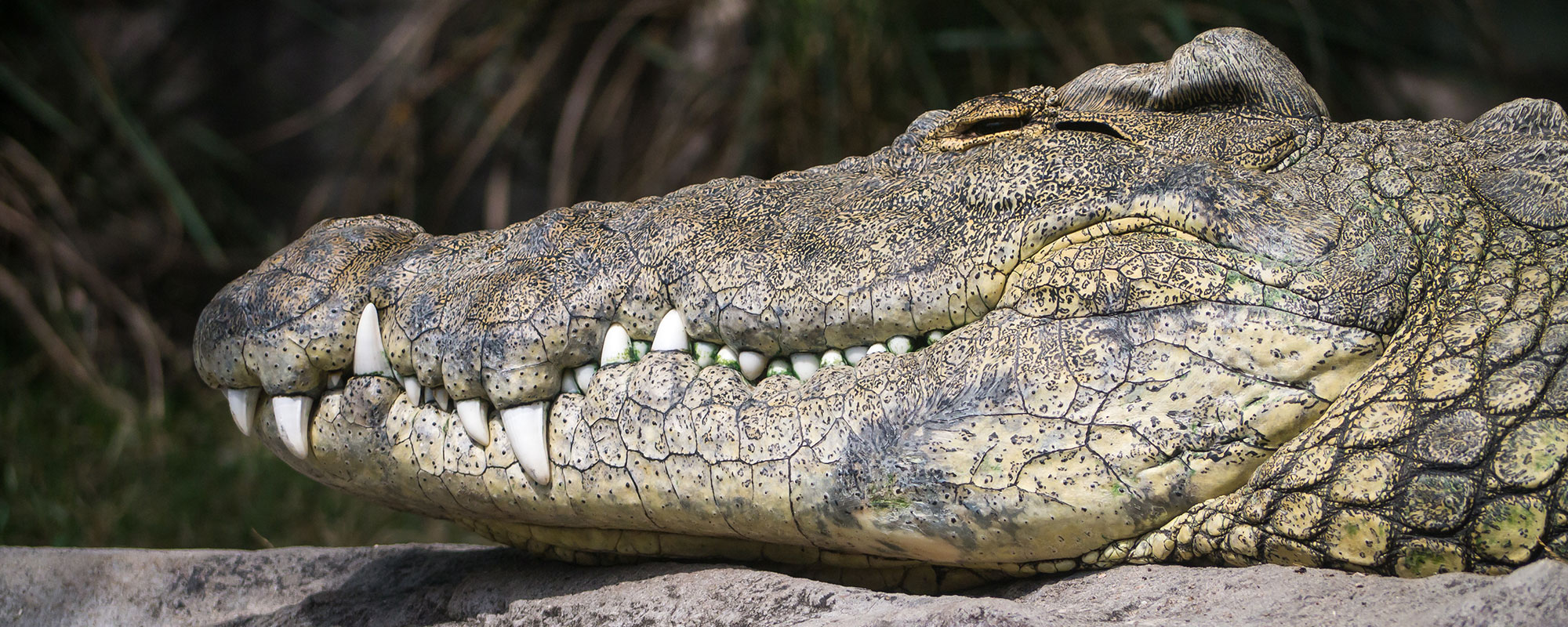 Reptiles_header