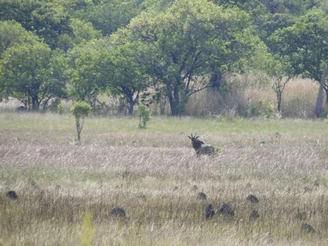 This Roan was one of a group of three sighted by a recent visit from the World Bank to Lavushi Manda and must have undoubtedly been one of their highlights (photograph by Frank Willems)!