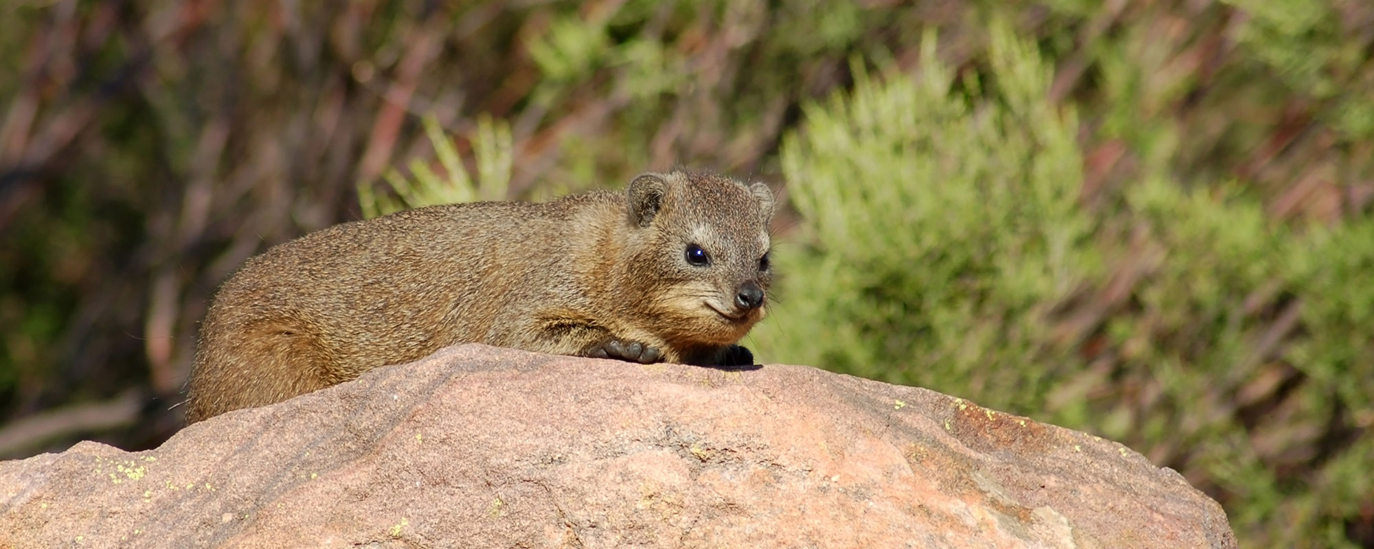 Rodents_header