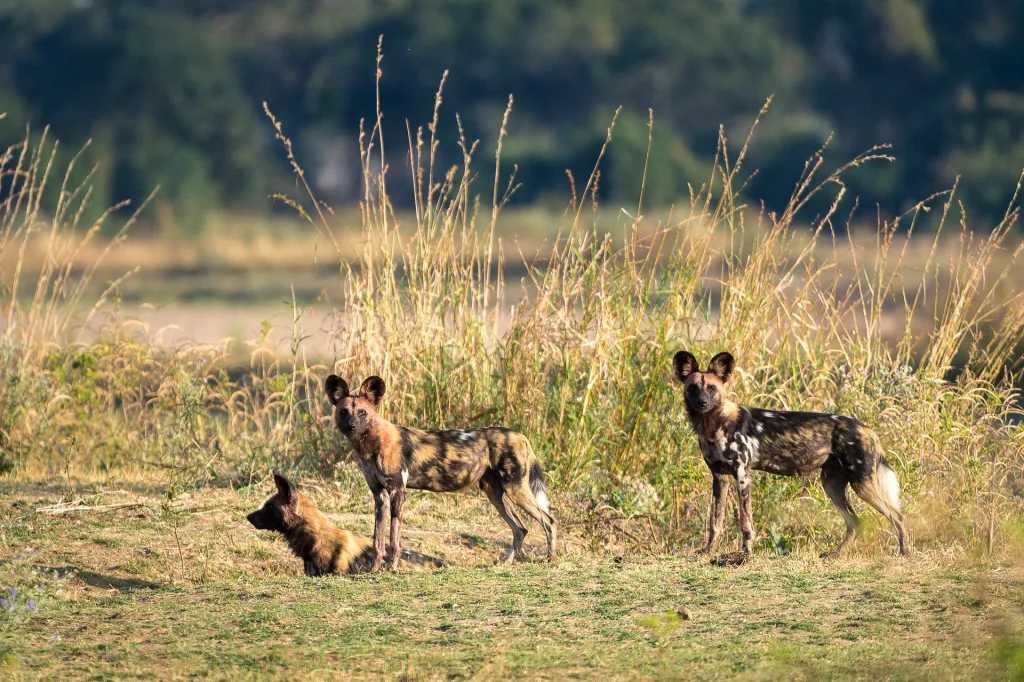 S_Luangwa_2014-07-149e