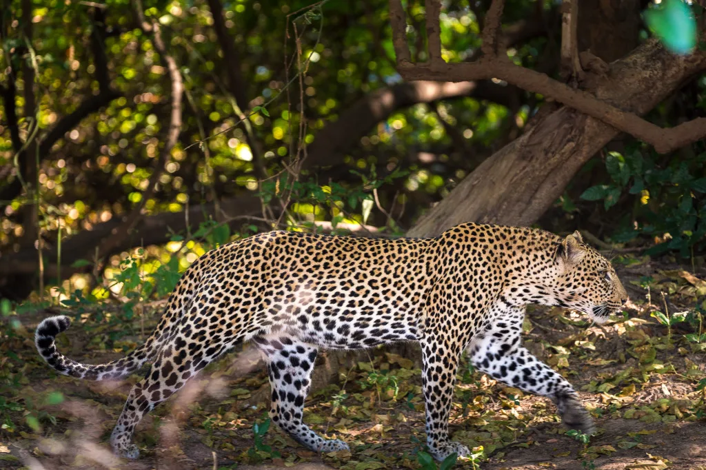 S_Luangwa_2014-07-160e