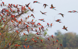 Seven Amazing Facts About Carmine Bee-Eaters