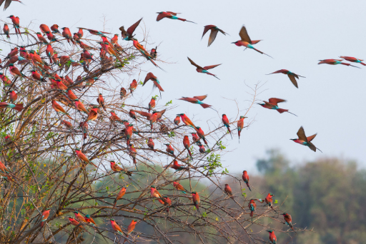 Seven Amazing Facts About Carmine Bee-Eaters - Zambia Tourism