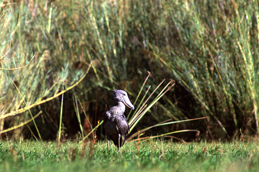 didrogers00611 Zambia, Bangweulu Swamps, Shoebill, a rare endemic species of bird occuring in this wetland. Copyright David Rogers 2002