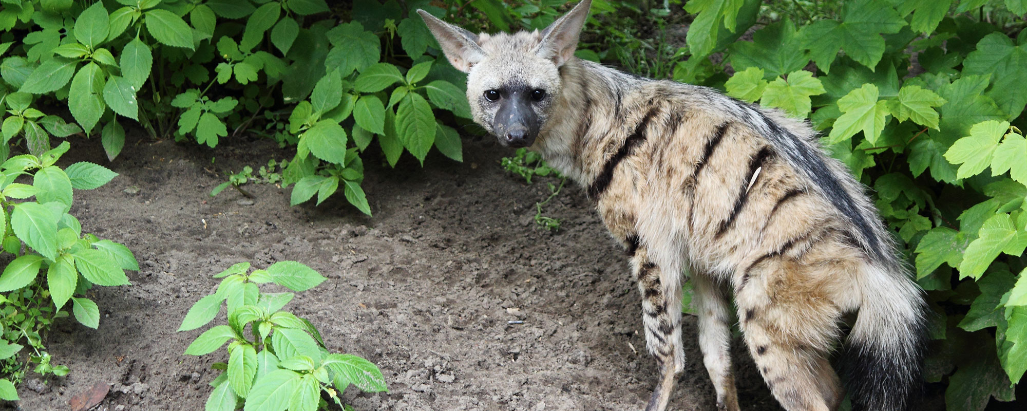 Smaller-Carnivores_header