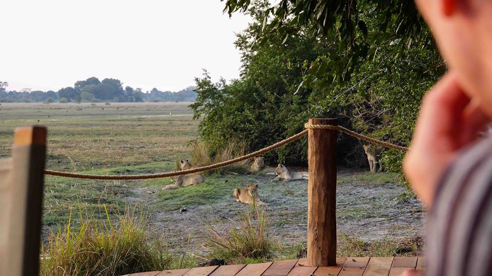 Lions join safari guest for lunch