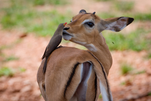 Symbiosis Examples Of Animals