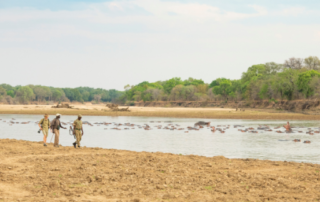 Take A Walk On The Wild Side Of North Luangwa