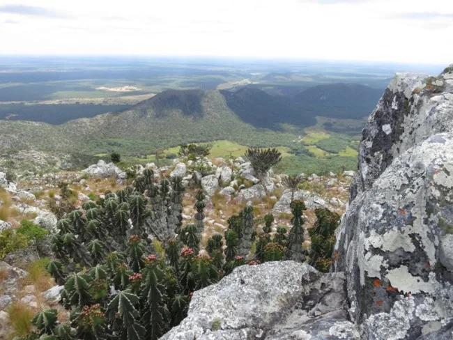 The view from atop magnificent Mt Lavushi. Euphorbia's in the foreground, with the Malauzi Valley stretching at the base of the mountain (photograph by Jordan Wilson).
