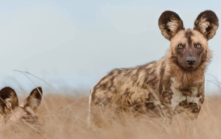 Three Wild Dogs Successfully Translocated to Liuwa Plain National Park