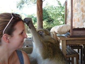 Vidal Baboon