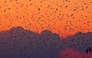 WATCH: Kasanka Bat Season Teaser 2020