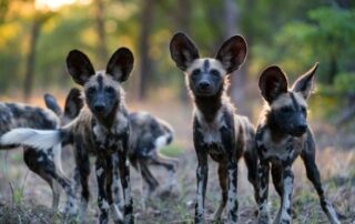 Wild Dogs Kafue