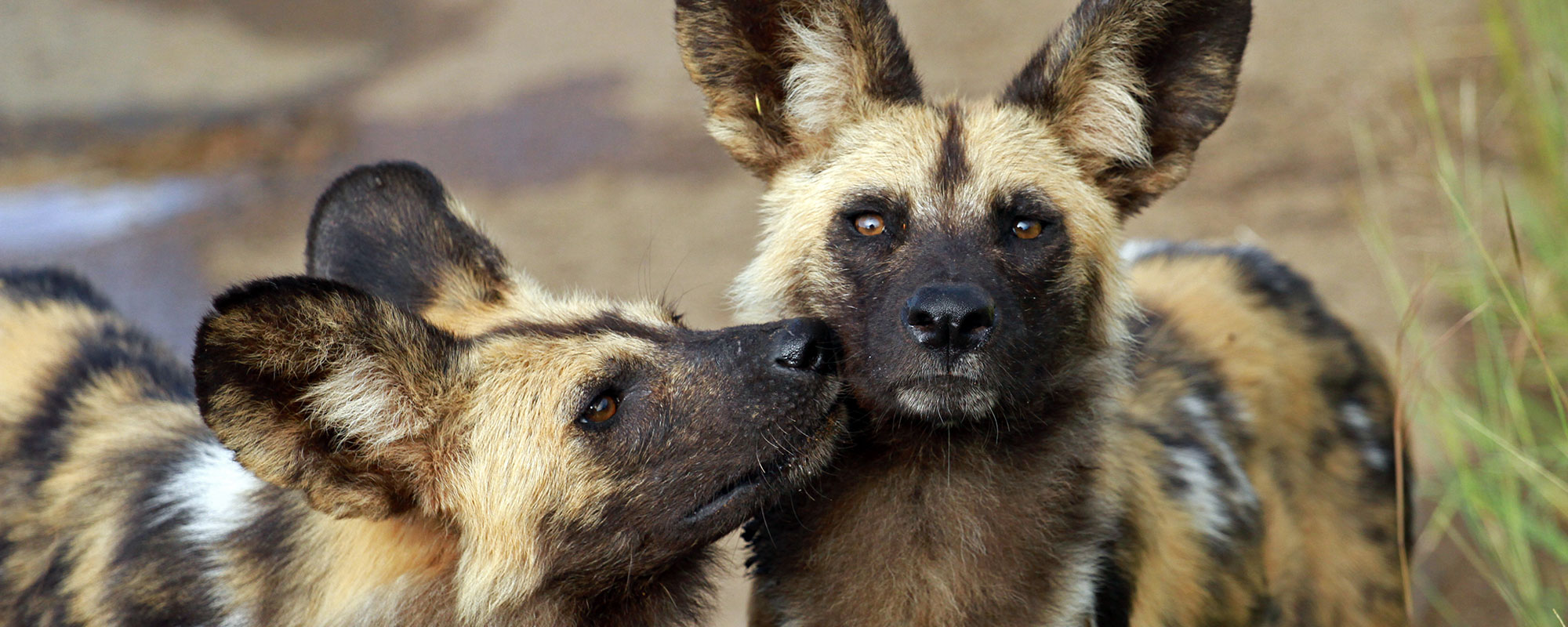 Wild-Dogs_header
