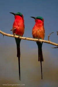 Wildlife-Photography-Tips