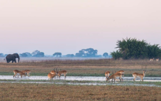 Conservation Kafue-Style