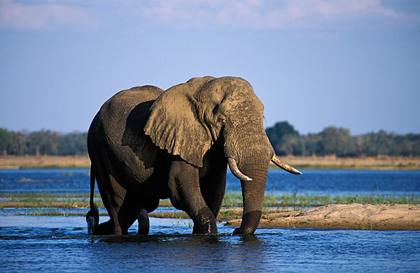 Zambia-Lower Zambezi National Park-Elephant-AfricaImageLibrary