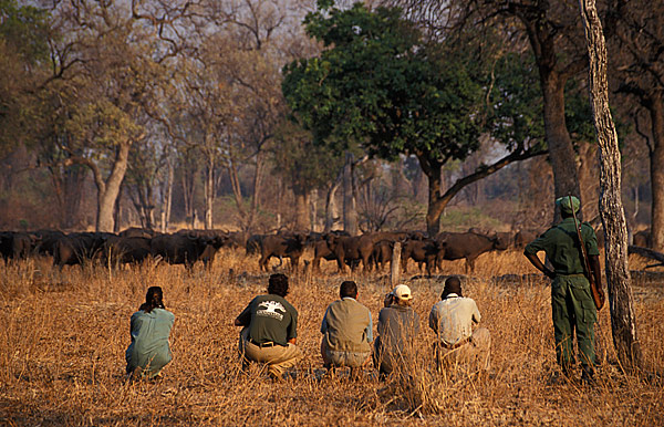 Zambia-South Luangwa National Park-AfricaImageLibrary