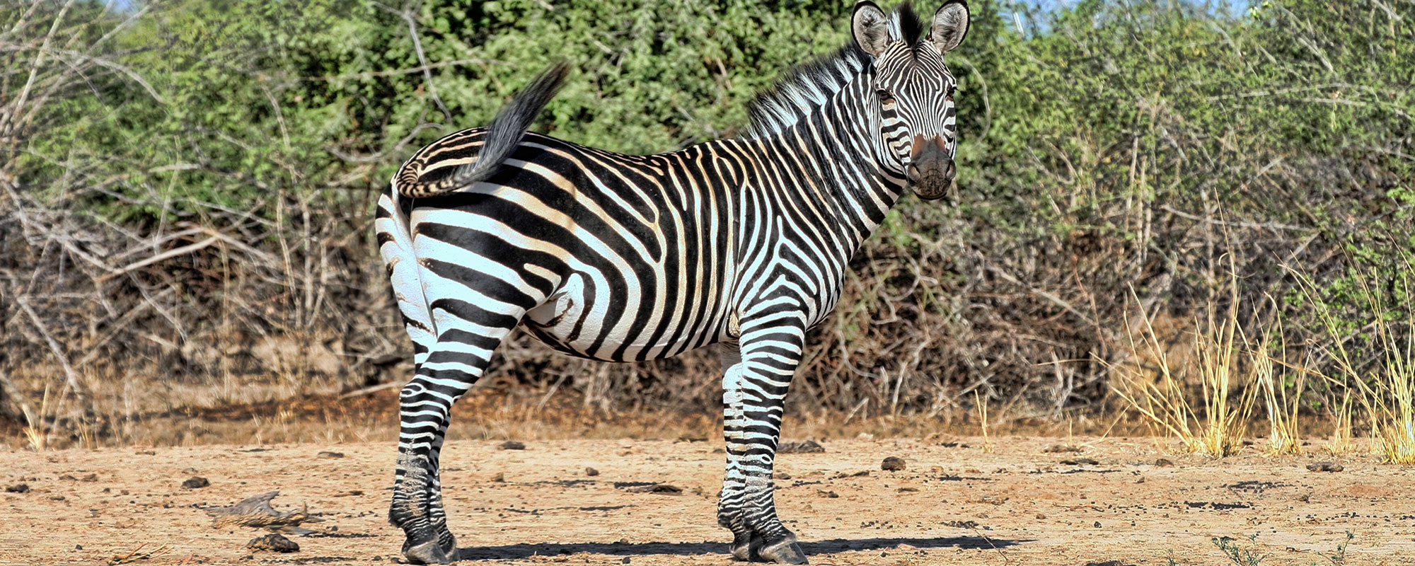 Zebra